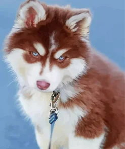 Blue Eyed Brown Husky Puppy Diamond Painting