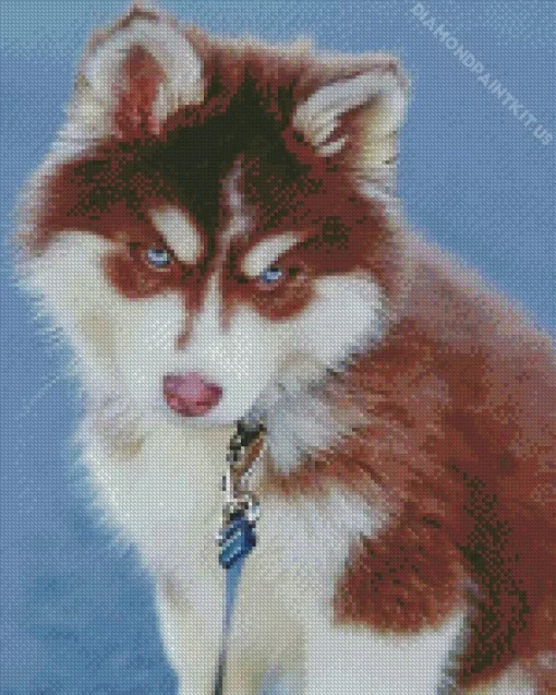 Blue Eyed Brown Husky Puppy Diamond Painting