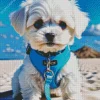 Blue Eyed Maltipoo Diamond Painting