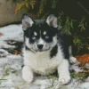 Blue Eyed Pomsky Diamond Painting