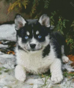 Blue Eyed Pomsky Diamond Painting