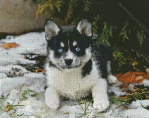 Blue Eyed Pomsky Diamond Painting