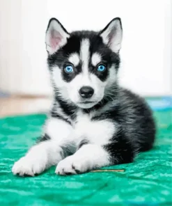 Blue Eyed Pomsky Dog Diamond Painting