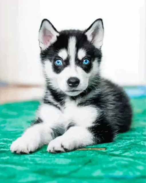 Blue Eyed Pomsky Dog Diamond Painting