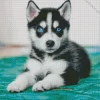 Blue Eyed Pomsky Dog Diamond Painting