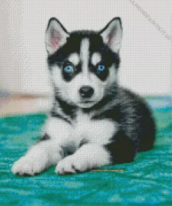 Blue Eyed Pomsky Dog Diamond Painting