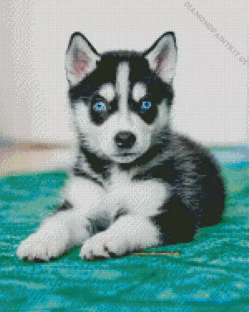 Blue Eyed Pomsky Dog Diamond Painting