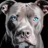 Staffordshire Bull Terrier Diamond Painting