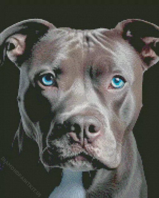 Blue Eyed Staffordshire Bull Terrier Diamond Painting