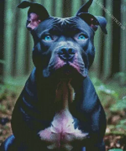 Blue Eyed Staffy Diamond Painting