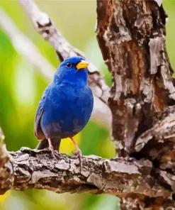 Blue Finch Bird Diamond Painting