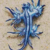 Blue Glaucus Nudibranch Diamond Painting