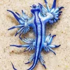 Blue Glaucus Nudibranch Diamond Painting