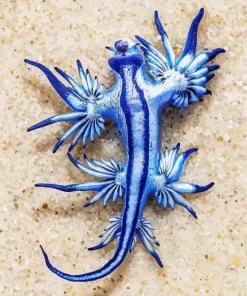 Blue Glaucus Nudibranch Diamond Painting