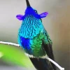 Blue Green Hummingbird Diamond Painting