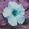 Blue Hawaiian Hibiscus Diamond Painting