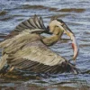 Blue Heron Eating Diamond Painting