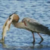 Blue Heron Eating Fish Diamond Painting