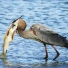 Blue Heron Eating Fish Diamond Painting