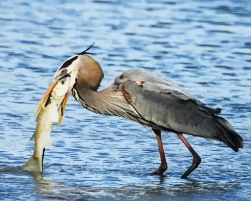 Blue Heron Eating Fish Diamond Painting