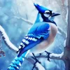 Blue Jay In Snow Diamond Painting