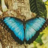 Blue Morpho Butterfly Diamond Painting