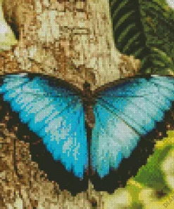 Blue Morpho Butterfly Diamond Painting