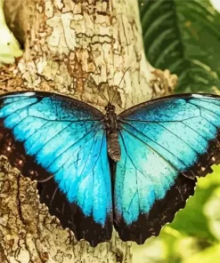 Blue Morpho Butterfly Diamond Painting