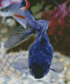 Blue Oranda Fish Diamond Painting