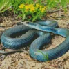 Blue Racer Snake Diamond Painting