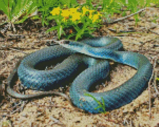 Blue Racer Snake Diamond Painting