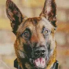 Cute Belgian Malinois Diamond Painting