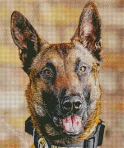 Cute Belgian Malinois Diamond Painting