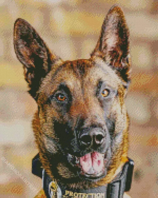 Cute Belgian Malinois Diamond Painting