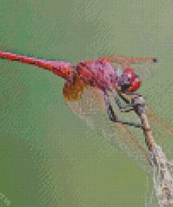 Purple Dragonfly Diamond Painting