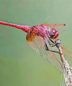 Purple Dragonfly Diamond Painting