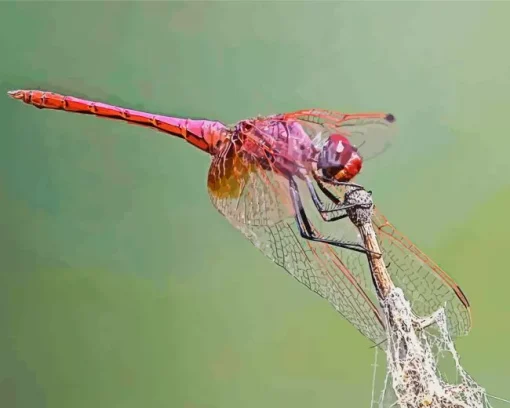 Purple Dragonfly Diamond Painting