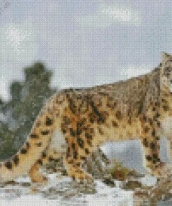 Snow Leopard Diamond Painting