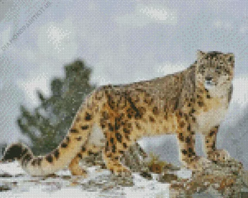 Snow Leopard Diamond Painting