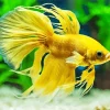 Yellow Betta Fish Diamond Painting