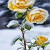 Yellow Roses In Snow Diamond Painting