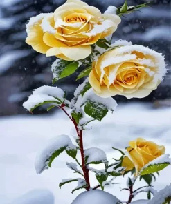 Yellow Roses In Snow Diamond Painting