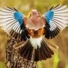 Eurasian Jay Bird Diamond Painting