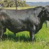 The Aberdeen Angus Diamond Painting