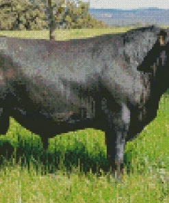 The Aberdeen Angus Diamond Painting