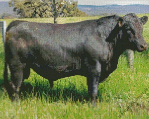 The Aberdeen Angus Diamond Painting