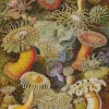 Actiniae By Ernst Haeckel Diamond Painting