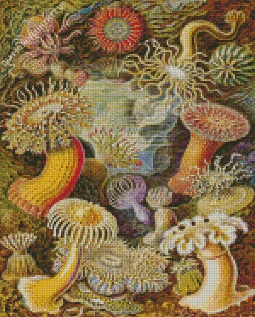 Actiniae By Ernst Haeckel Diamond Painting