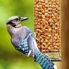 Bird Feeder Diamond Painting