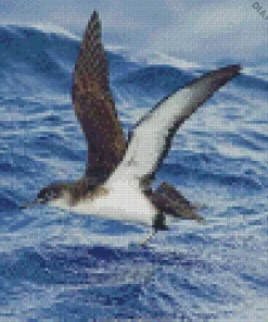 Bird Flying Over Ocean Diamond Painting